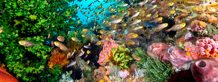 Undersea reef